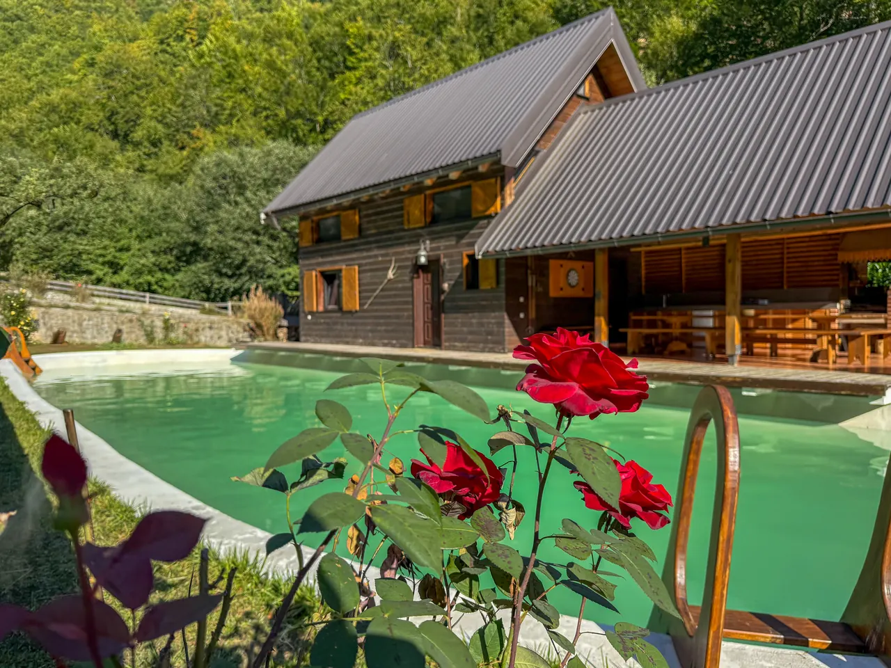 Roses beside the pool with the cabin in the background